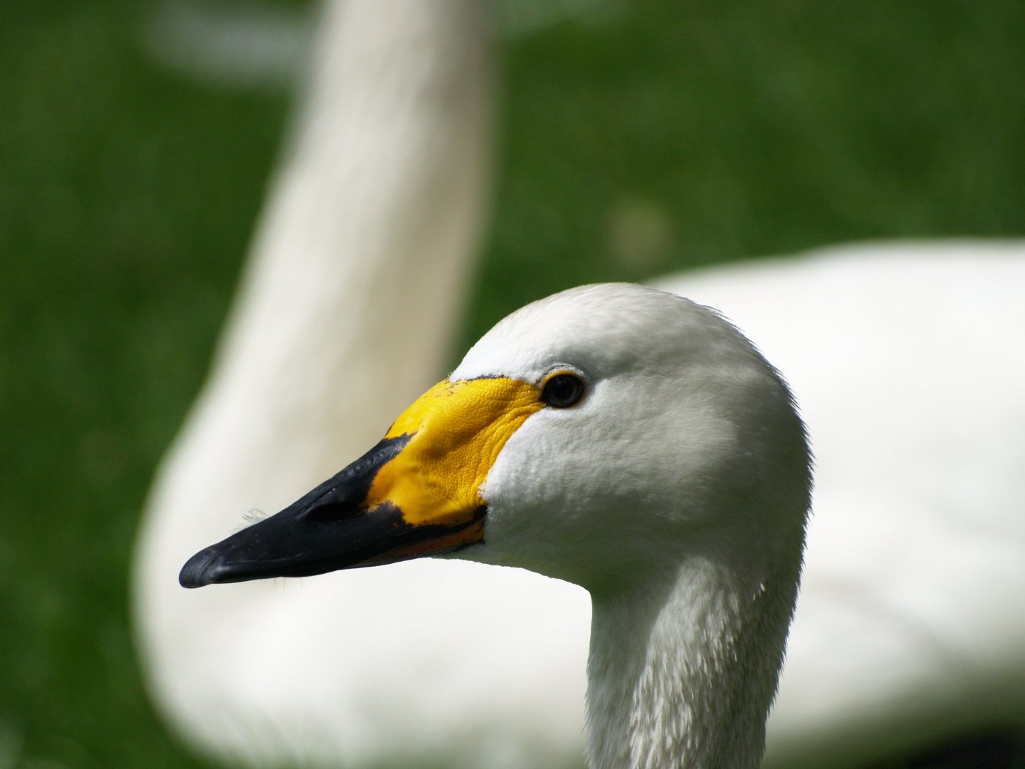 Bewick's swan (Cygnus columbianus bewickii), 2010-07-24