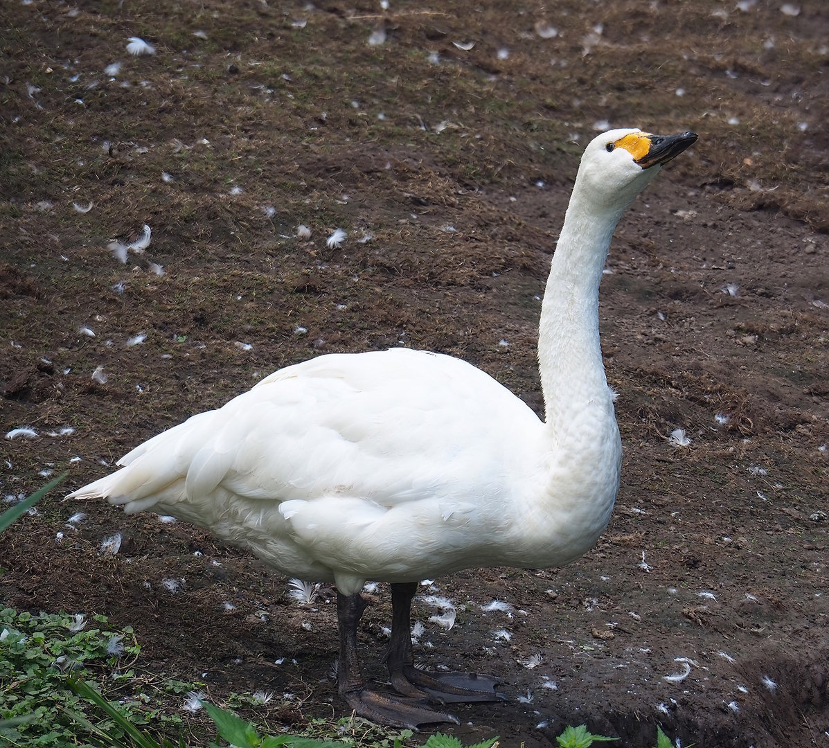 Bewick's swan (Cygnus columbianus bewickii), 2022-08-28