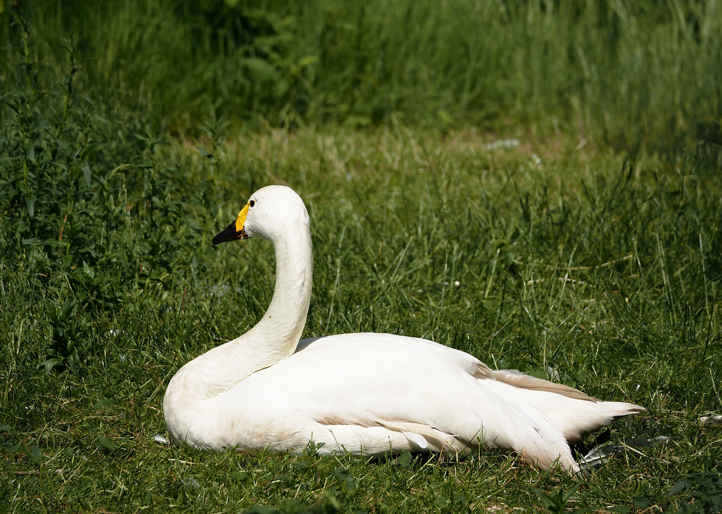 Bewick's swan (Cygnus columbianus bewickii), 2024-05-23