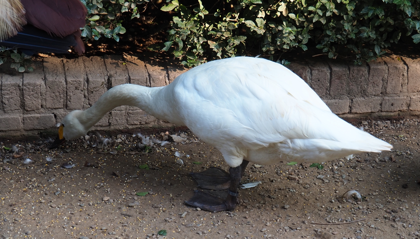 Bewick's swan (Cygnus columbianus bewickii), Sep 2nd, 2018