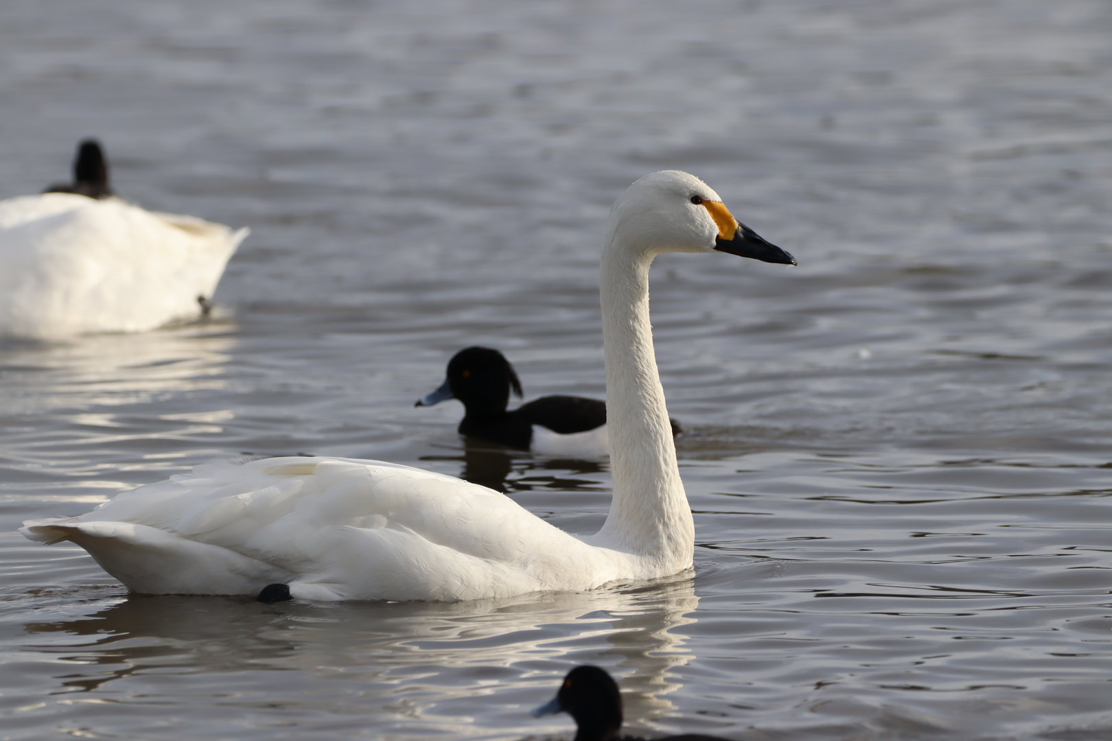 Bewick's Swan (Cygnus columbianus bewickii)