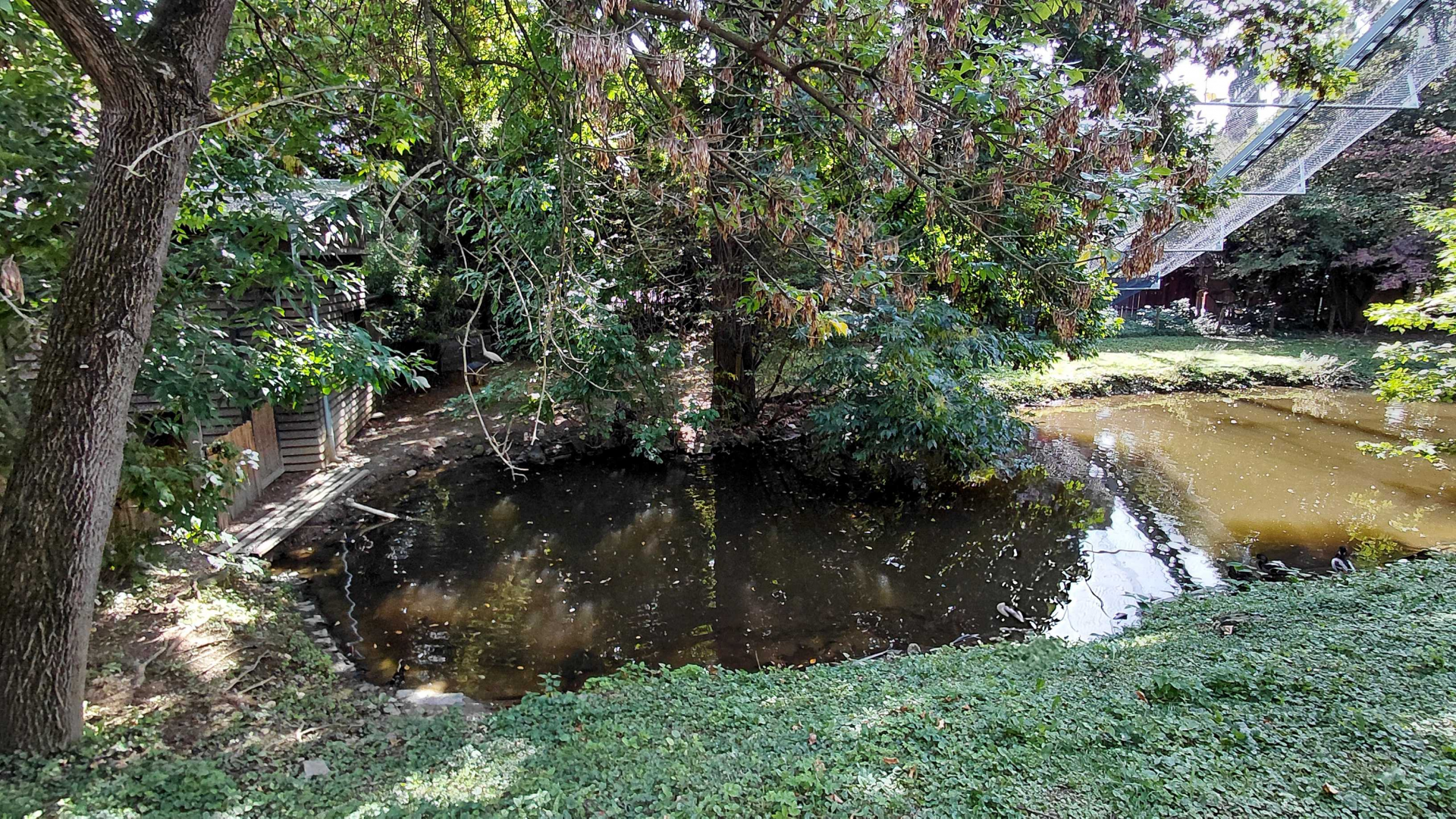 Bewick's swan exhibit