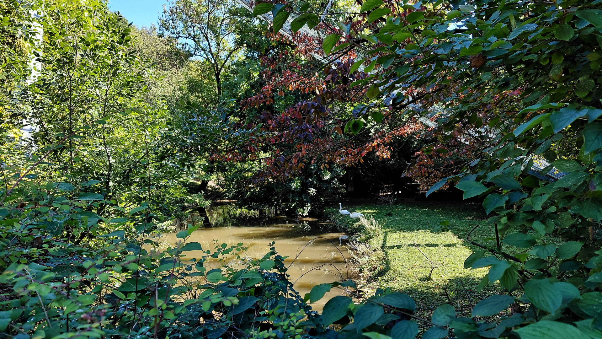 Bewick's swan exhibit