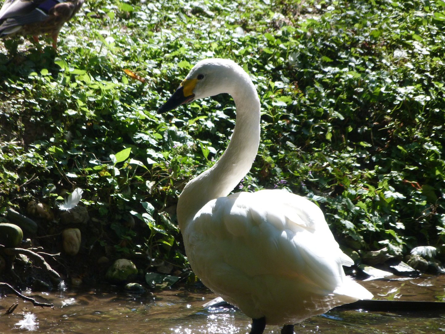 Bewick's swan -Zoo Praha (2025)