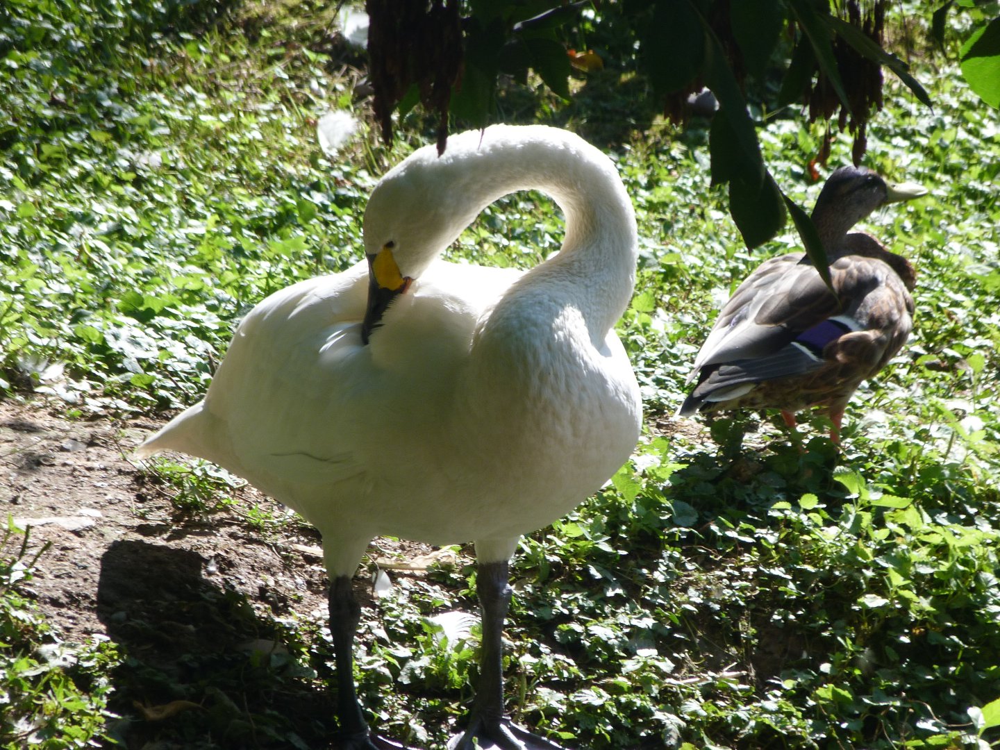 Bewick's swan -Zoo Praha (2025)