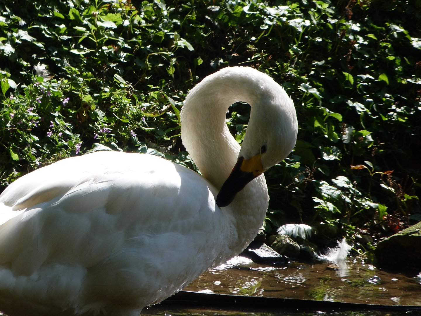 Bewick's swan -Zoo Praha (2025)