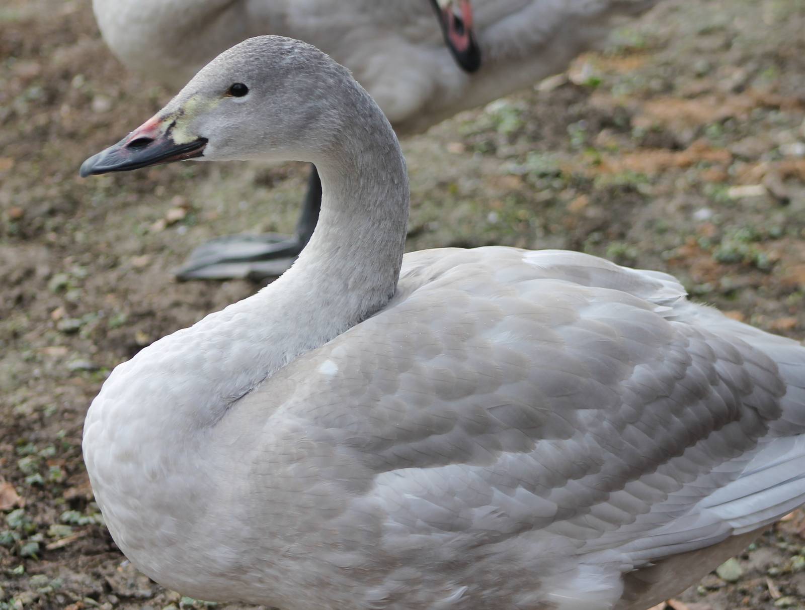 Bewick's swan