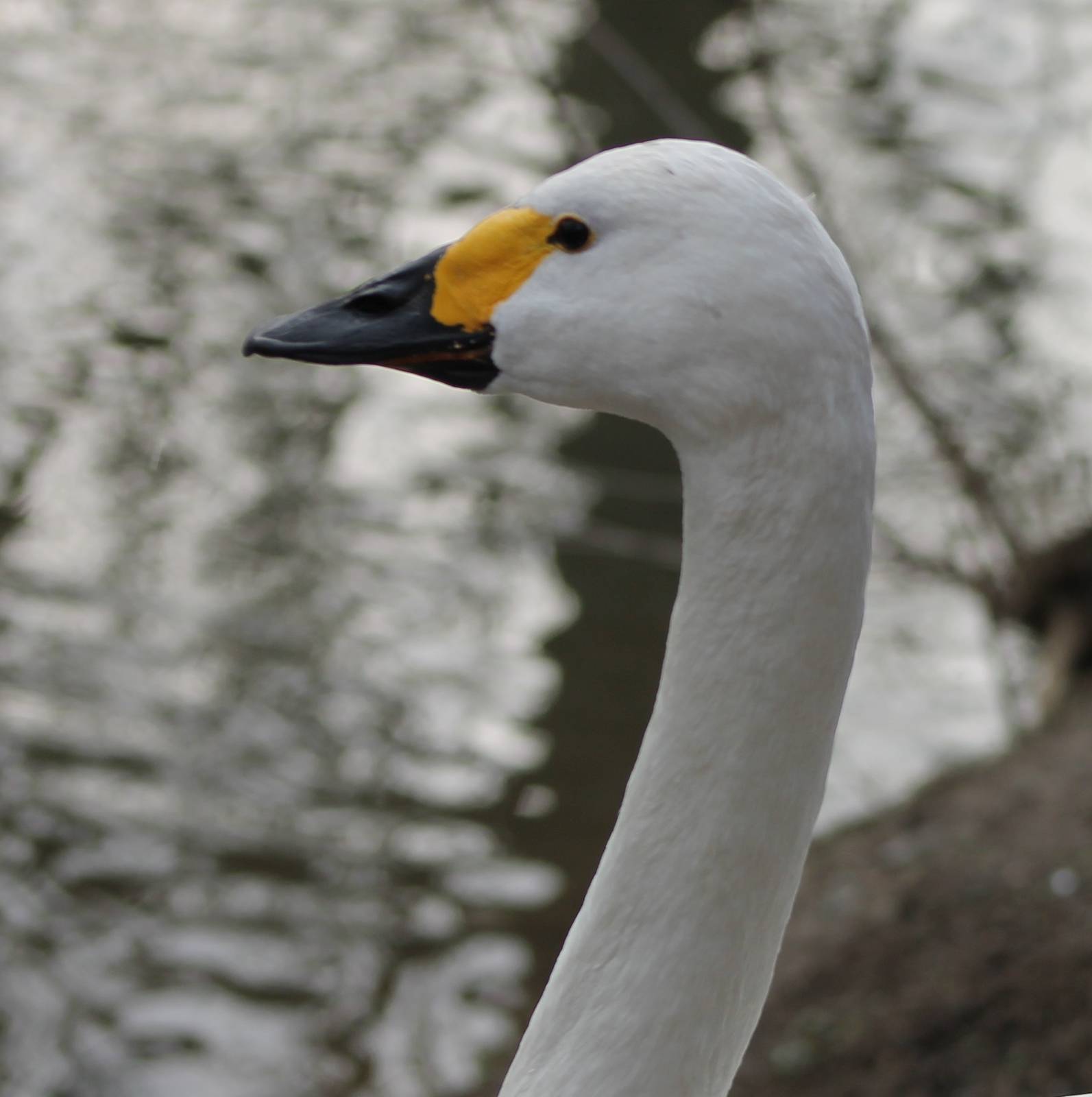 Bewick's swan