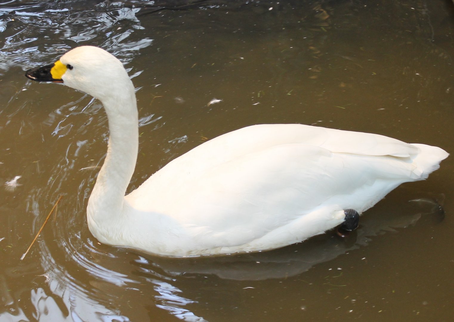Bewick's swan