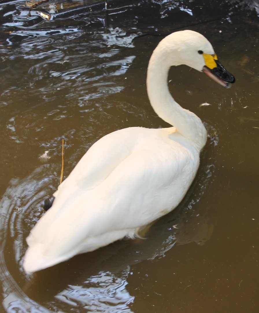 Bewick's swan