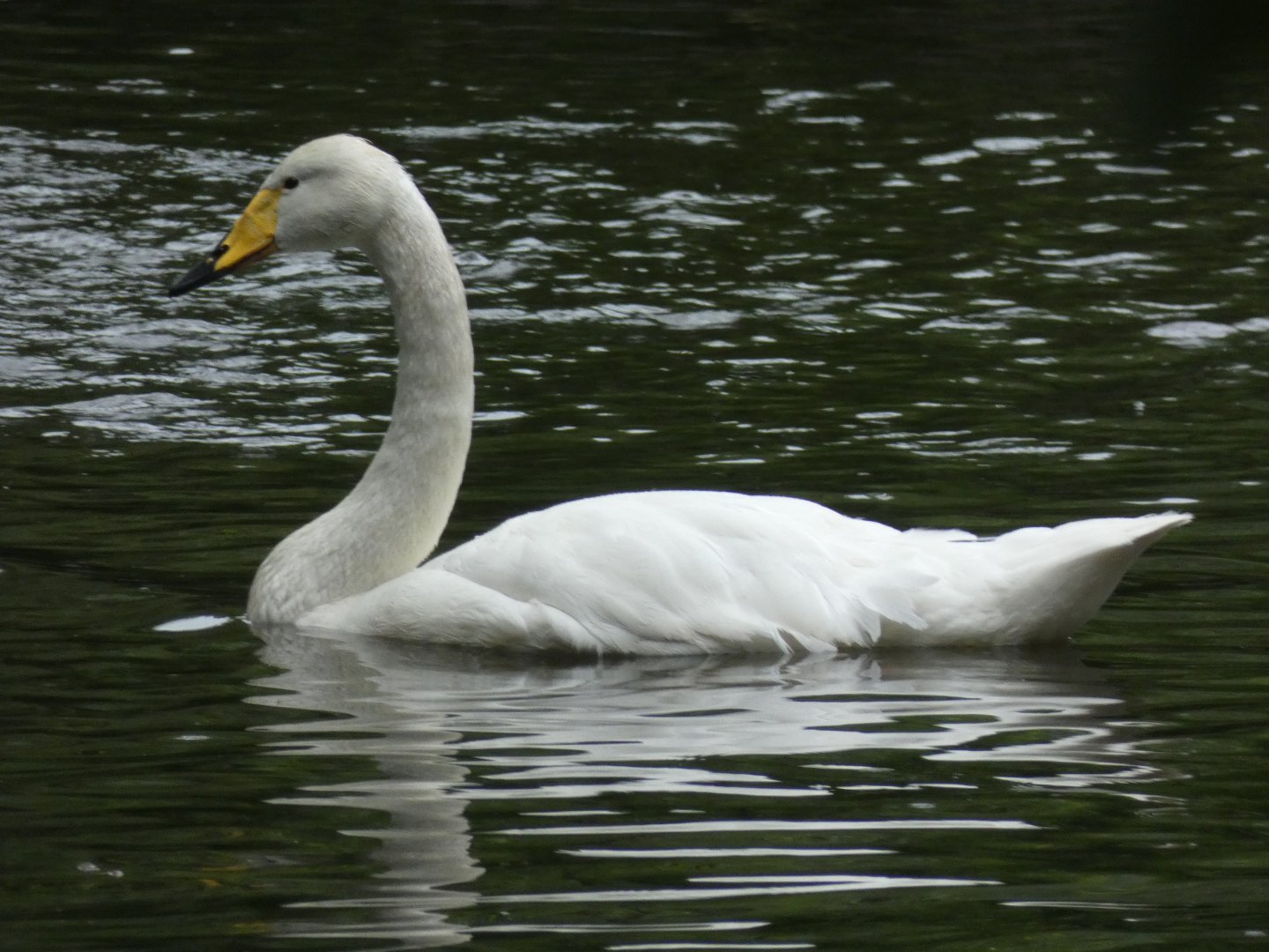 Bewick's Swan