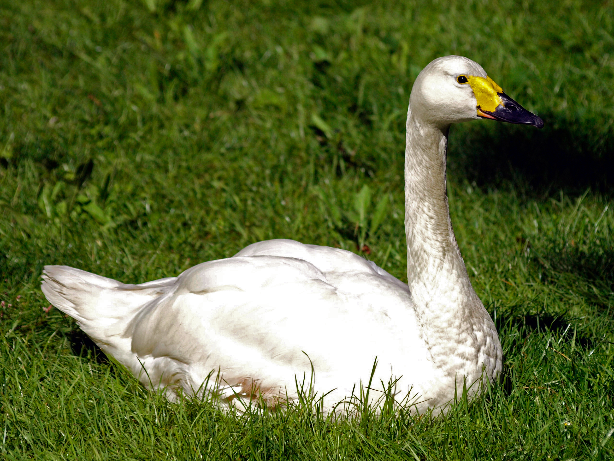 Bewick's Swan