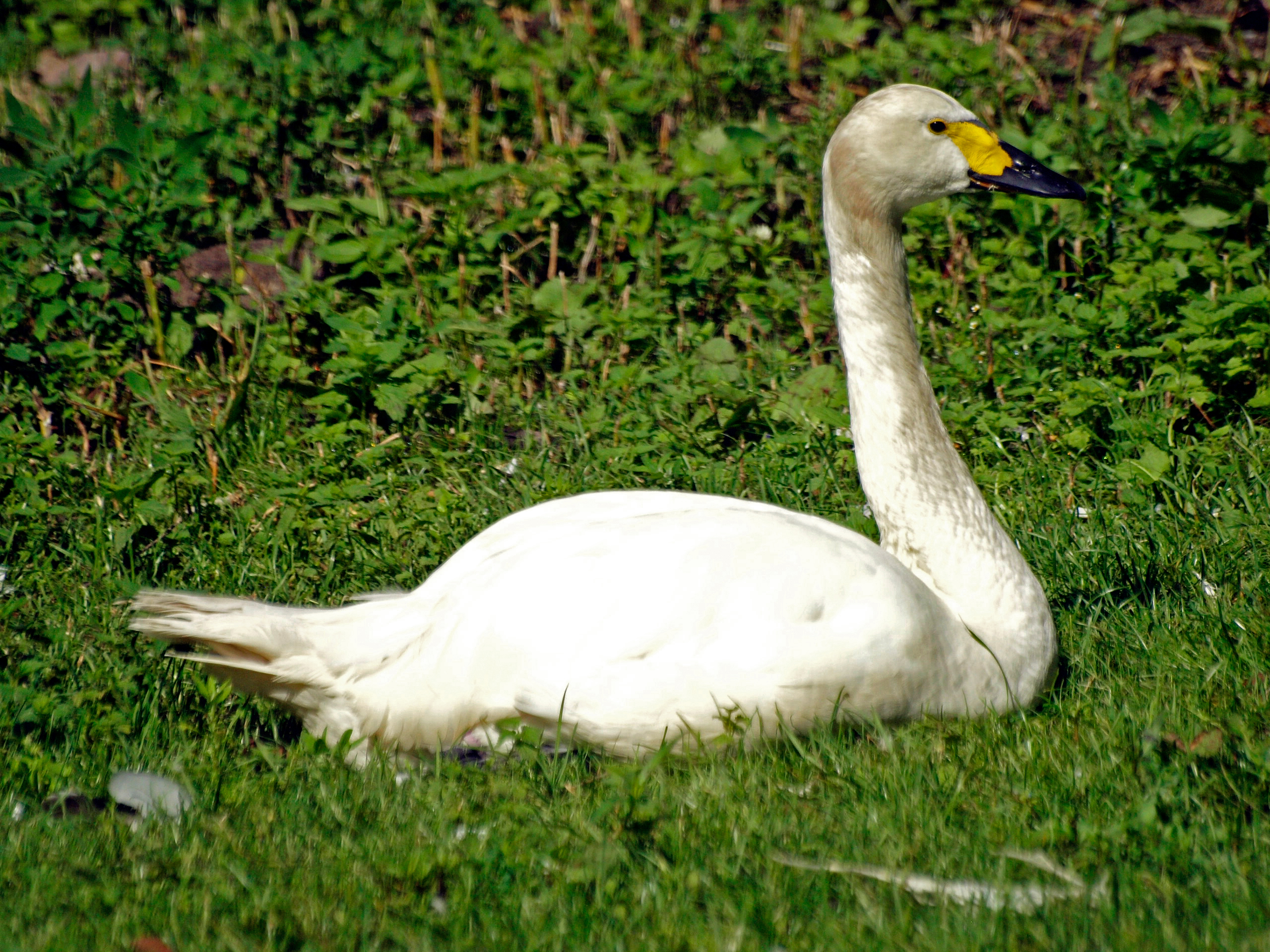 Bewick's swan