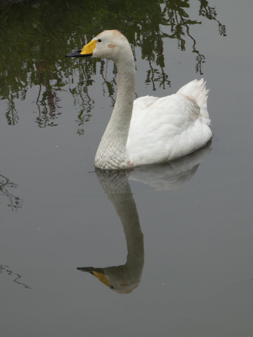 Bewick's swan