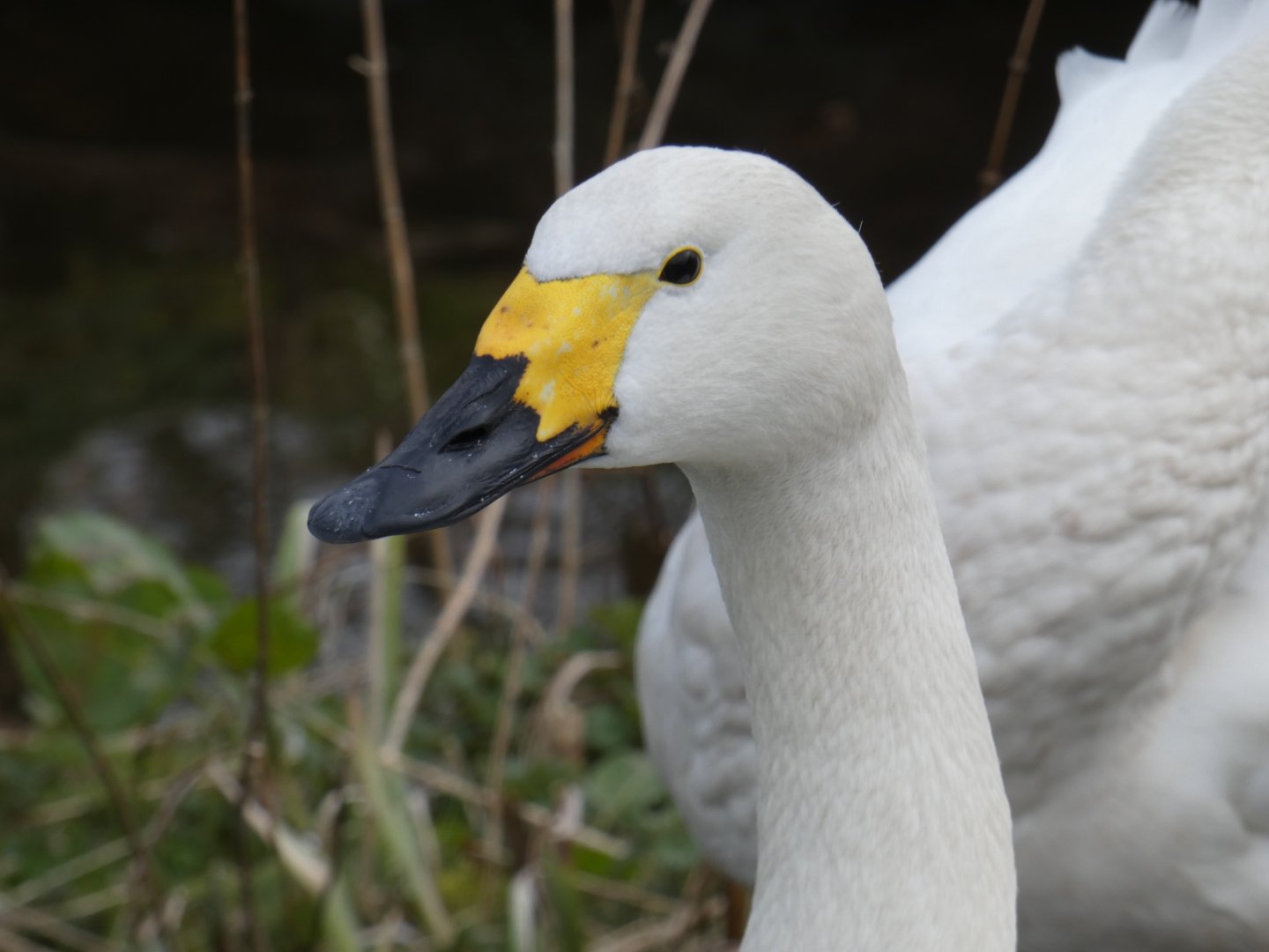 Bewick's swan