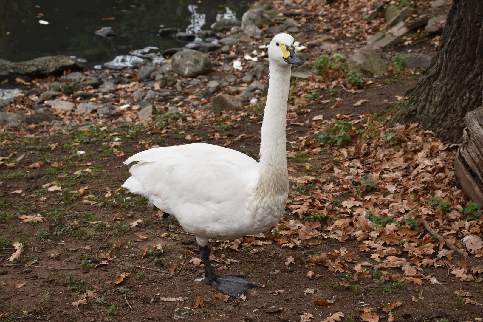 Bewick's Swan