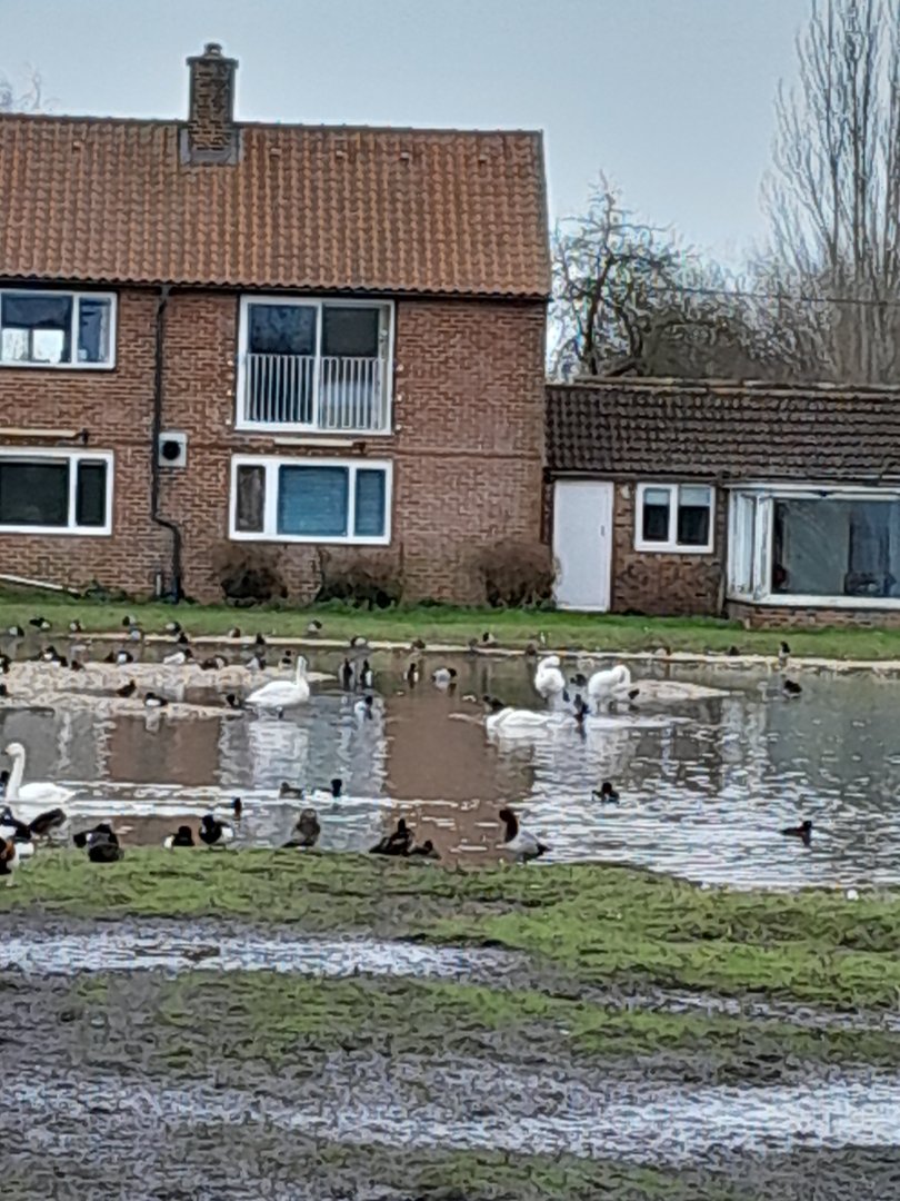 Bewicks Swans on Rushy Pen.