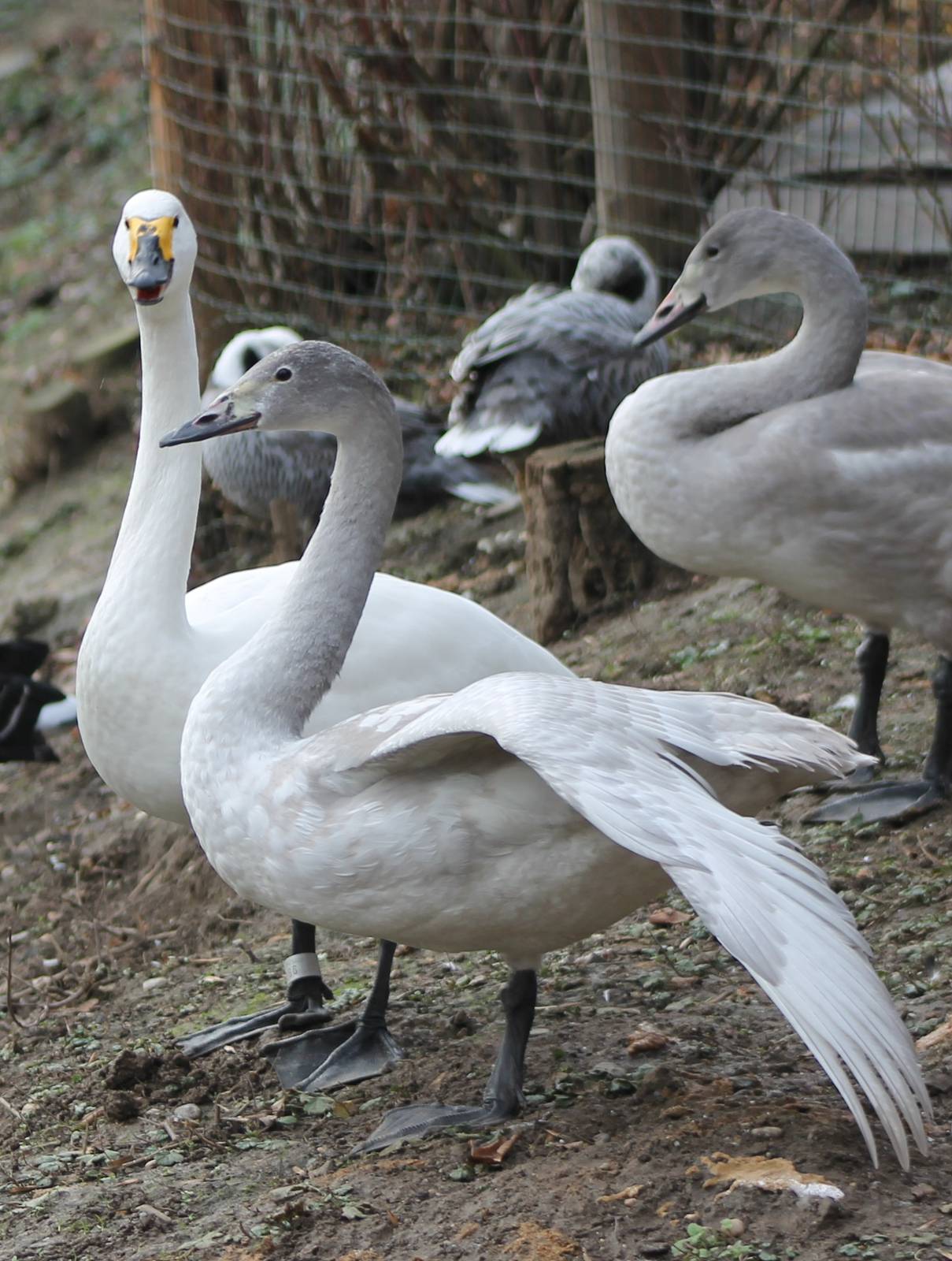 Bewick's swans