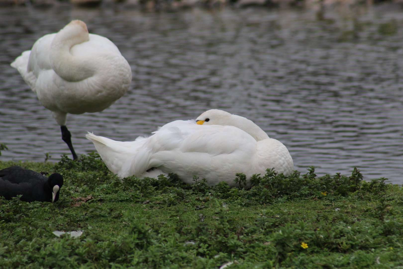 Bewick's Swans