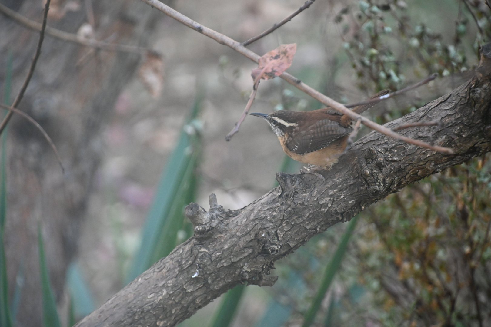 Bewick's wren (Thryomanes bewickii)