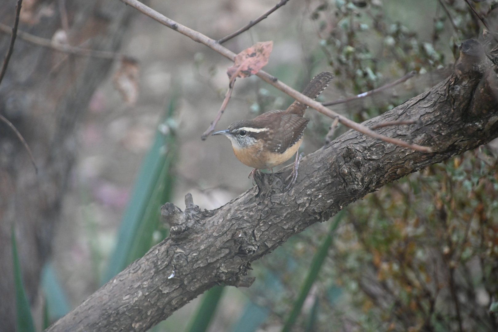 Bewick's wren (Thryomanes bewickii)