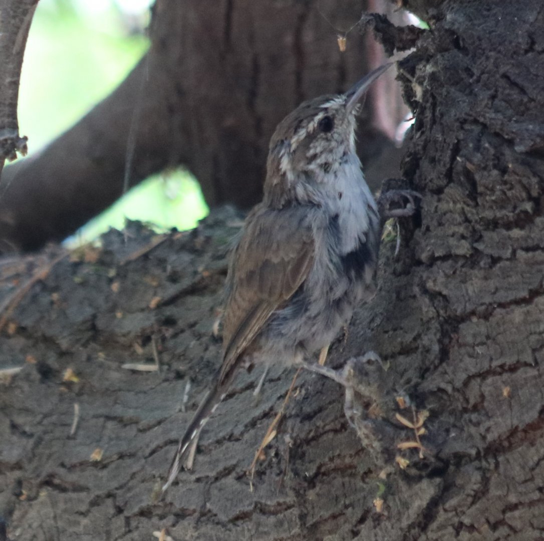 Bewick's Wren(Wild)