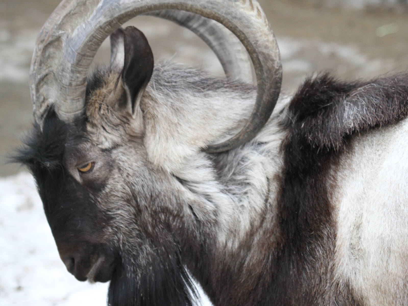bezoar goat(mashhad zoo)1