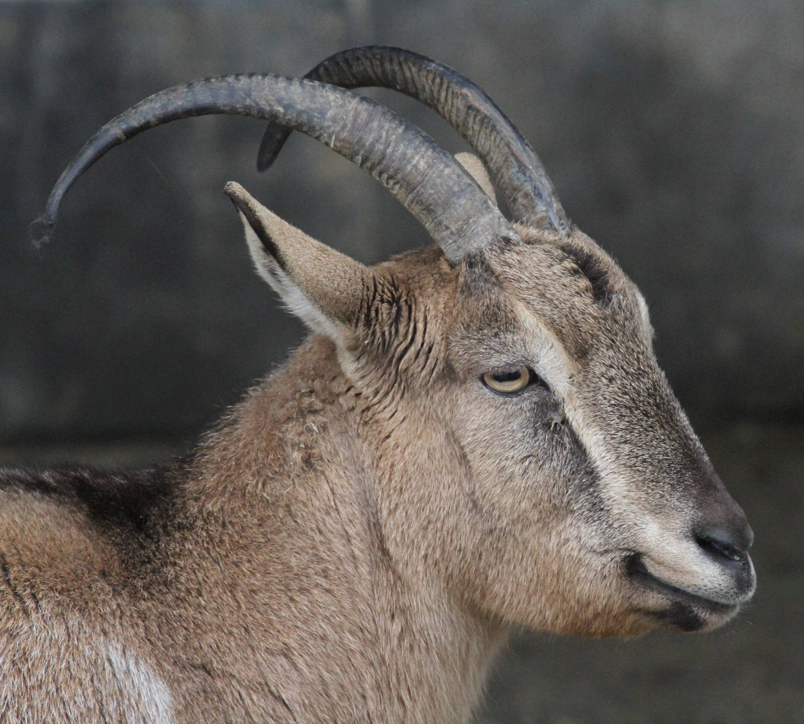 bezoar goat(mashhad zoo)