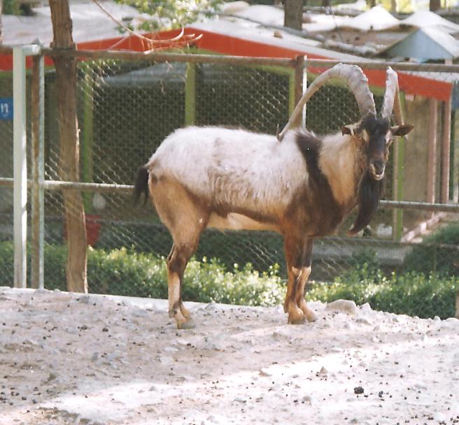 bezoar ibex 1992