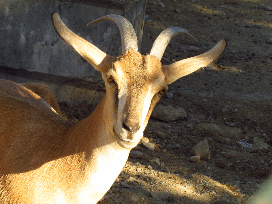 bezoar ibex(female)(Mashhad zoo)
