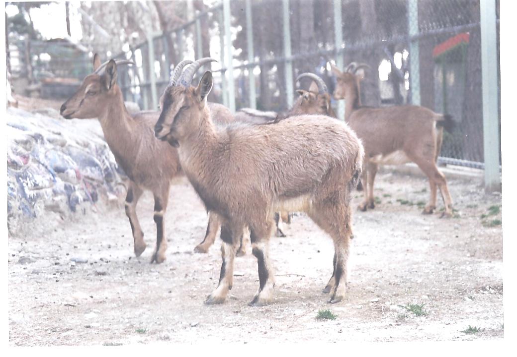 bezoar ibex(tehran zoo) 1992