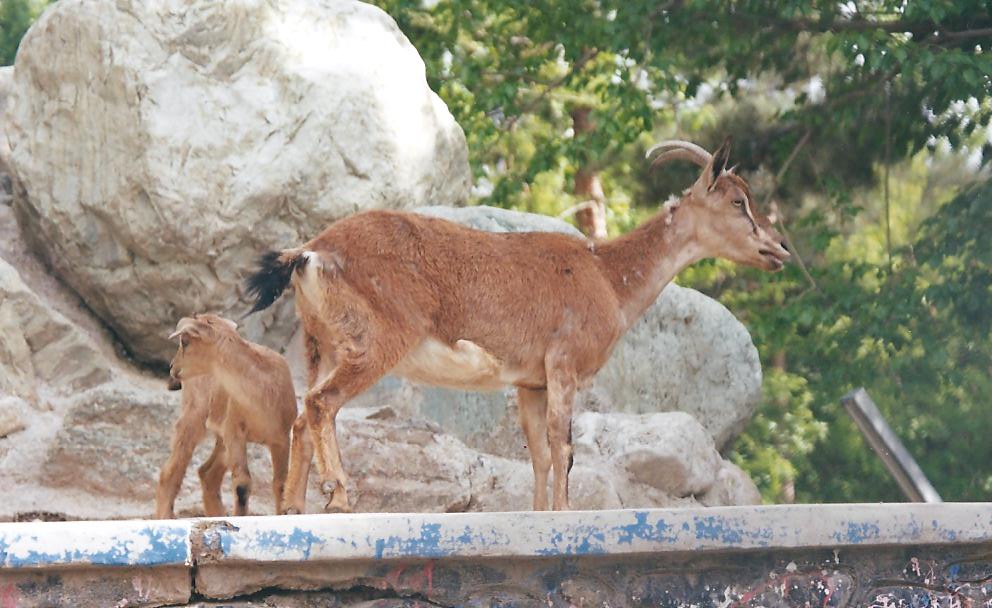 bezoar ibex(tehran zoo) 1992