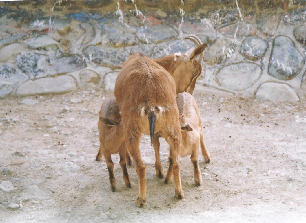 bezoar ibex(tehran zoo) 1992