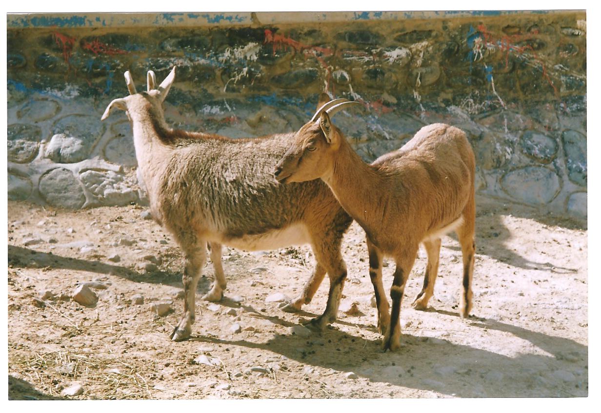 bezoar ibex(tehran zoo) 1992