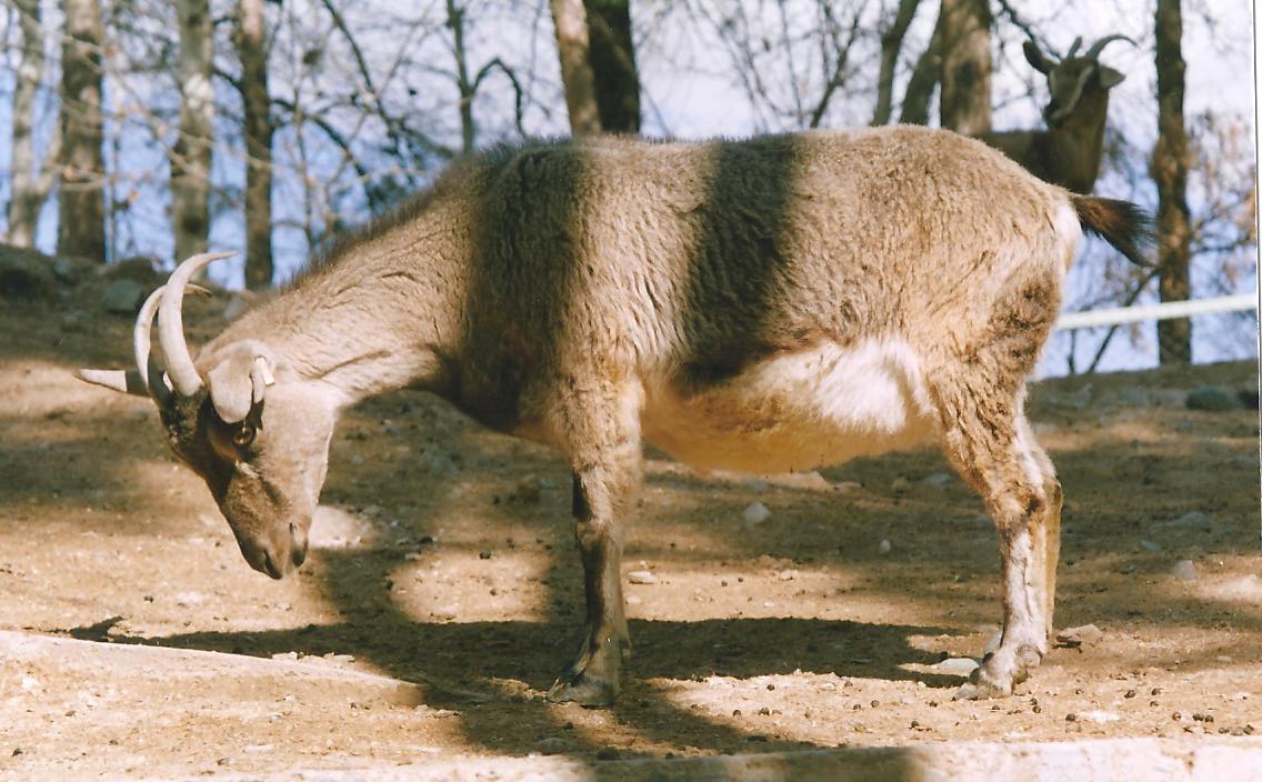 bezoar ibex(tehran zoo) 1992
