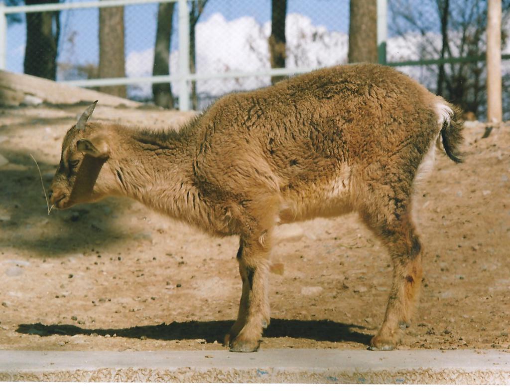 bezoar ibex(tehran zoo) 1992