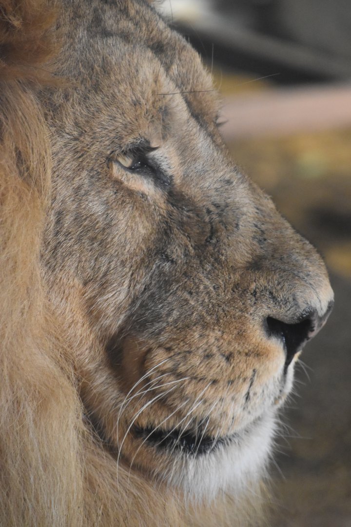 Bhanu about to fall asleep