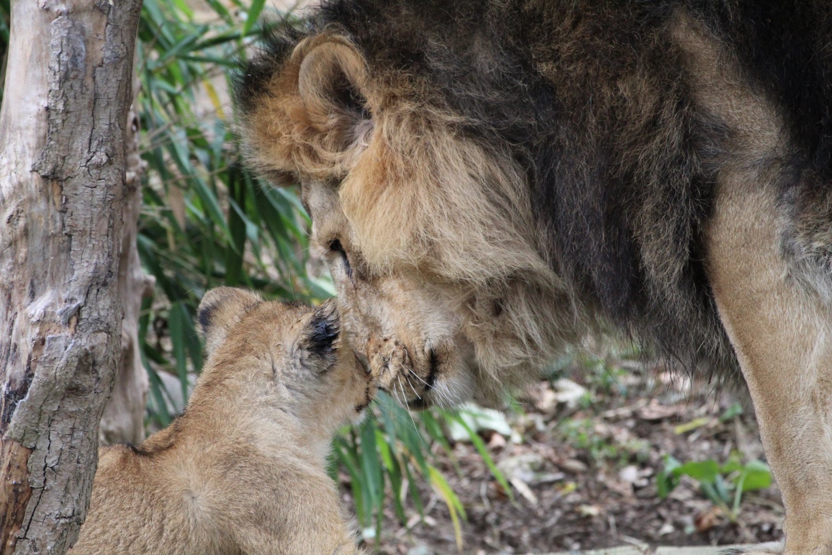 Bhanu and one of his cubs