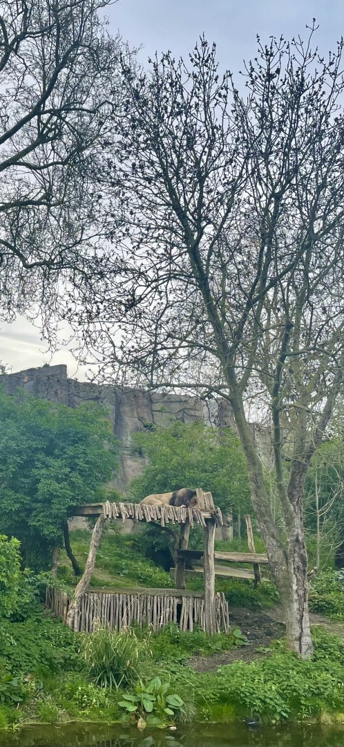 Bhanu the Asiatic Lion, Panthera leo leo/persica