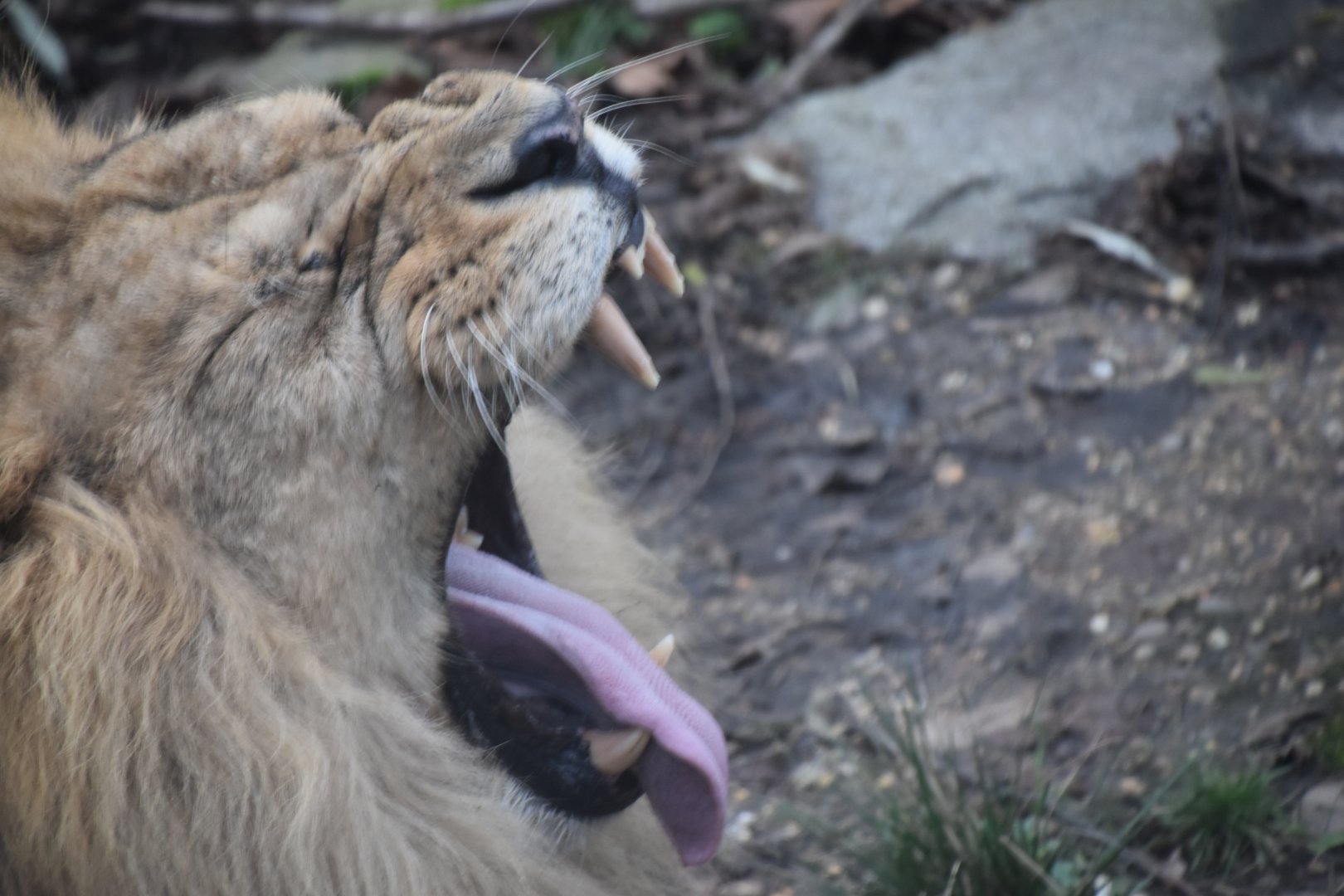 Bhanu yawning