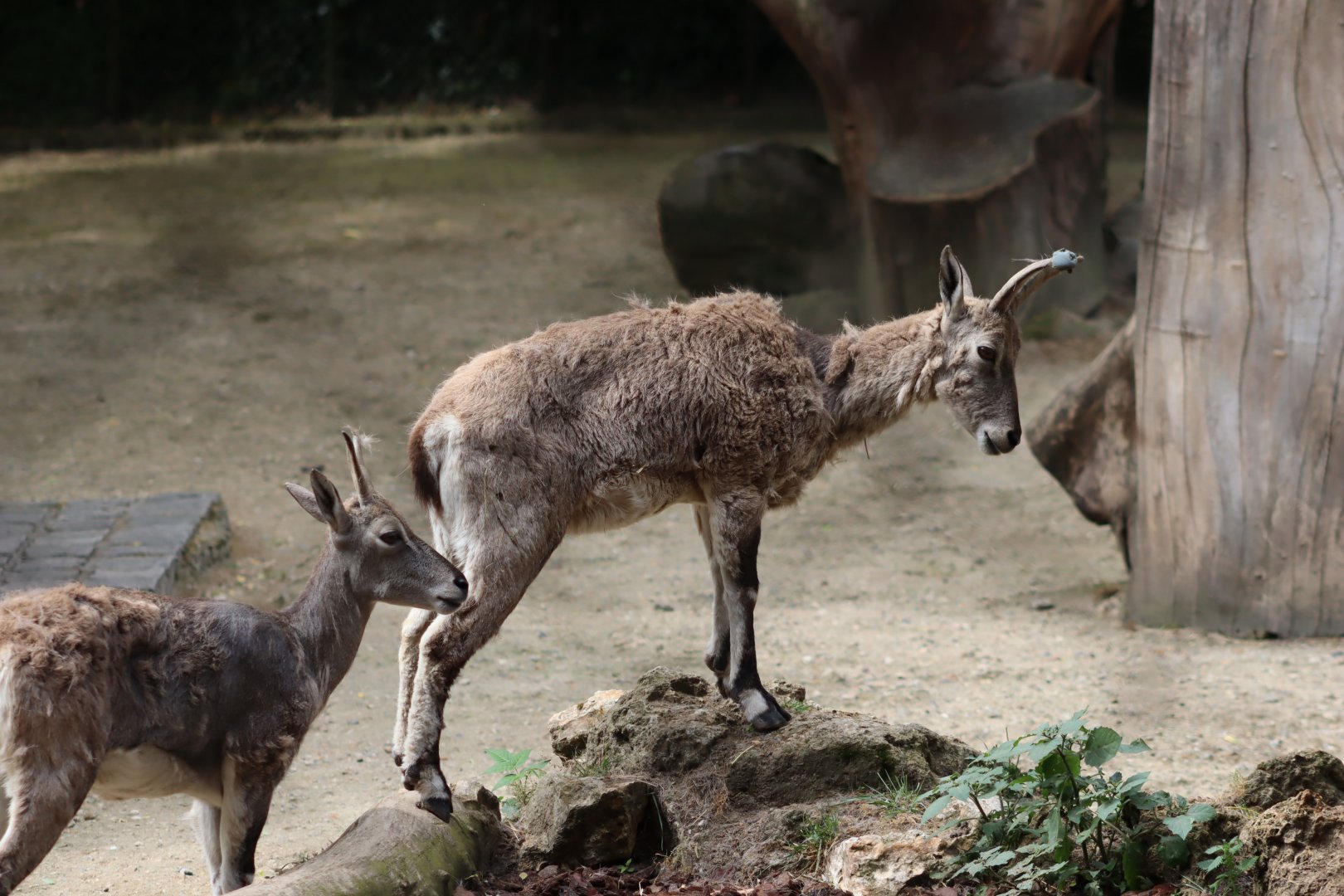 Bharal - 6th July 2024