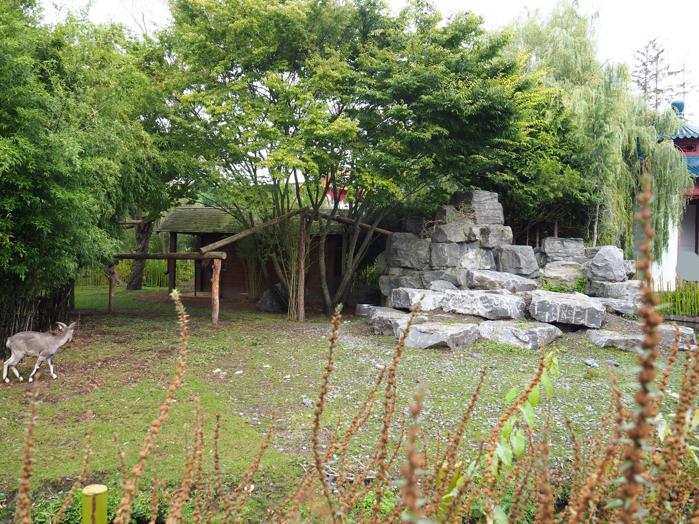 Bharal and Binturong exhibit, 2019-10-05