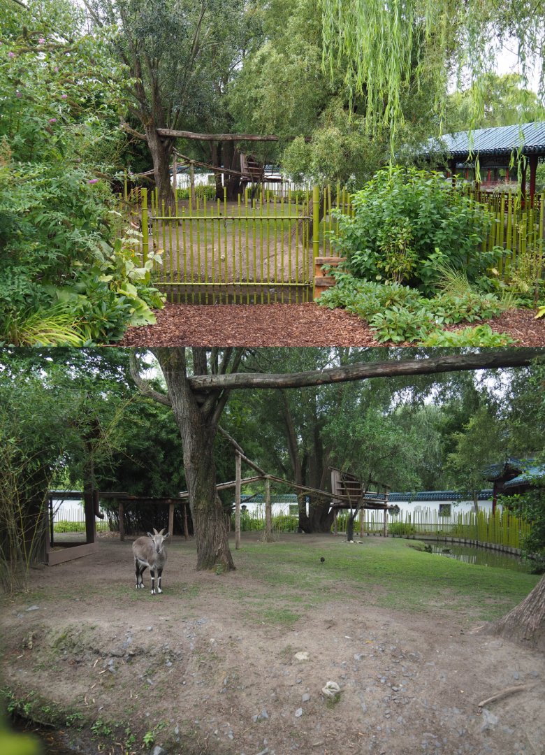 Bharal and Binturong exhibit, 2020-09-03