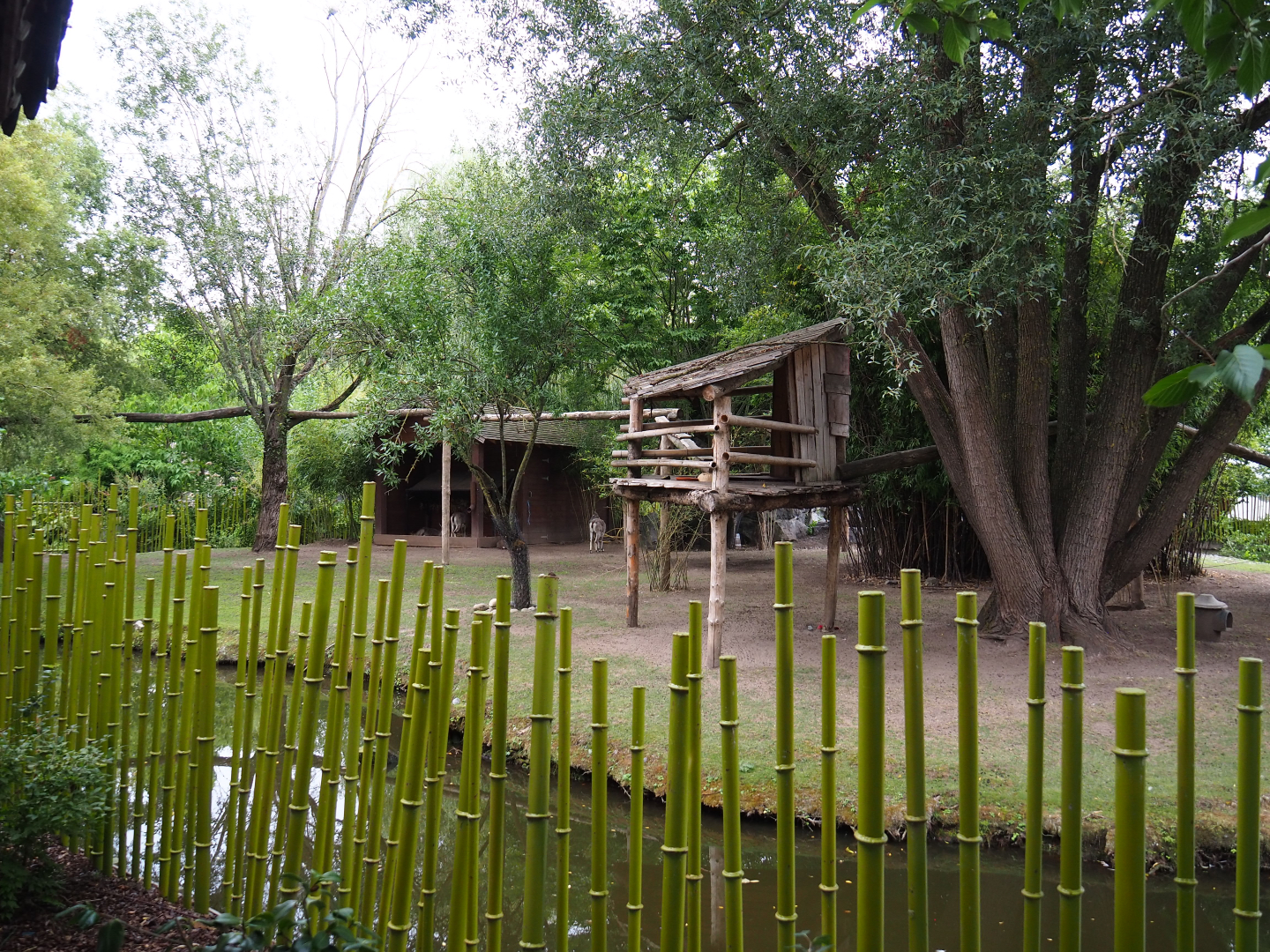 Bharal and binturong exhibit, 2020-09-03
