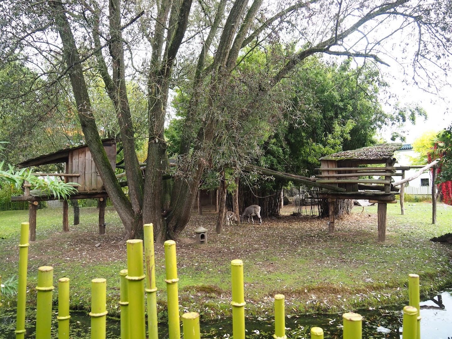 Bharal and Binturong exhibit, 2023-10-13