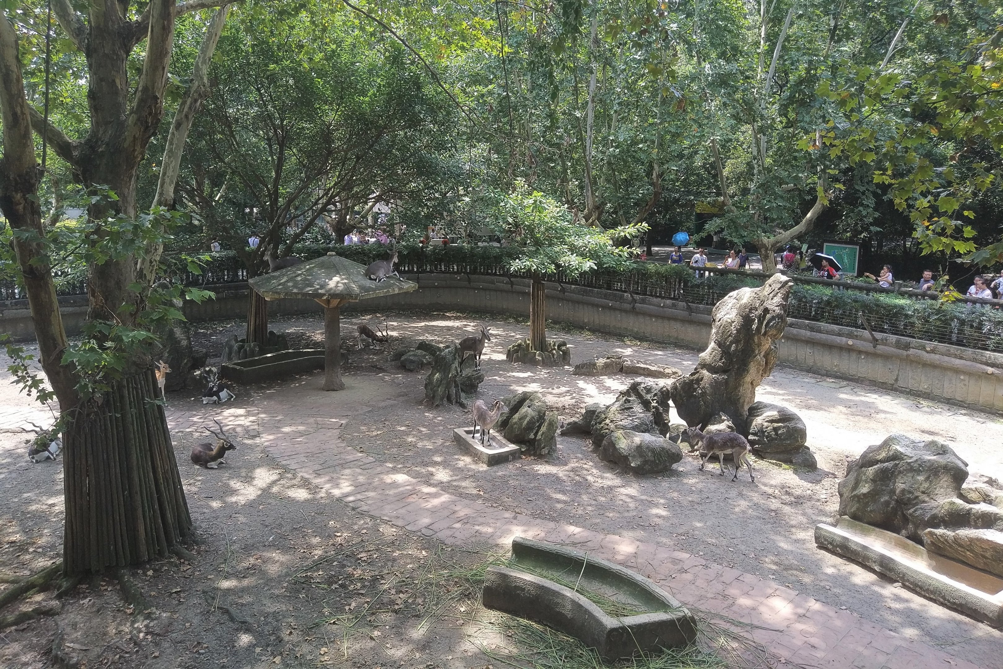 Bharal and Blackbuck Exhibit