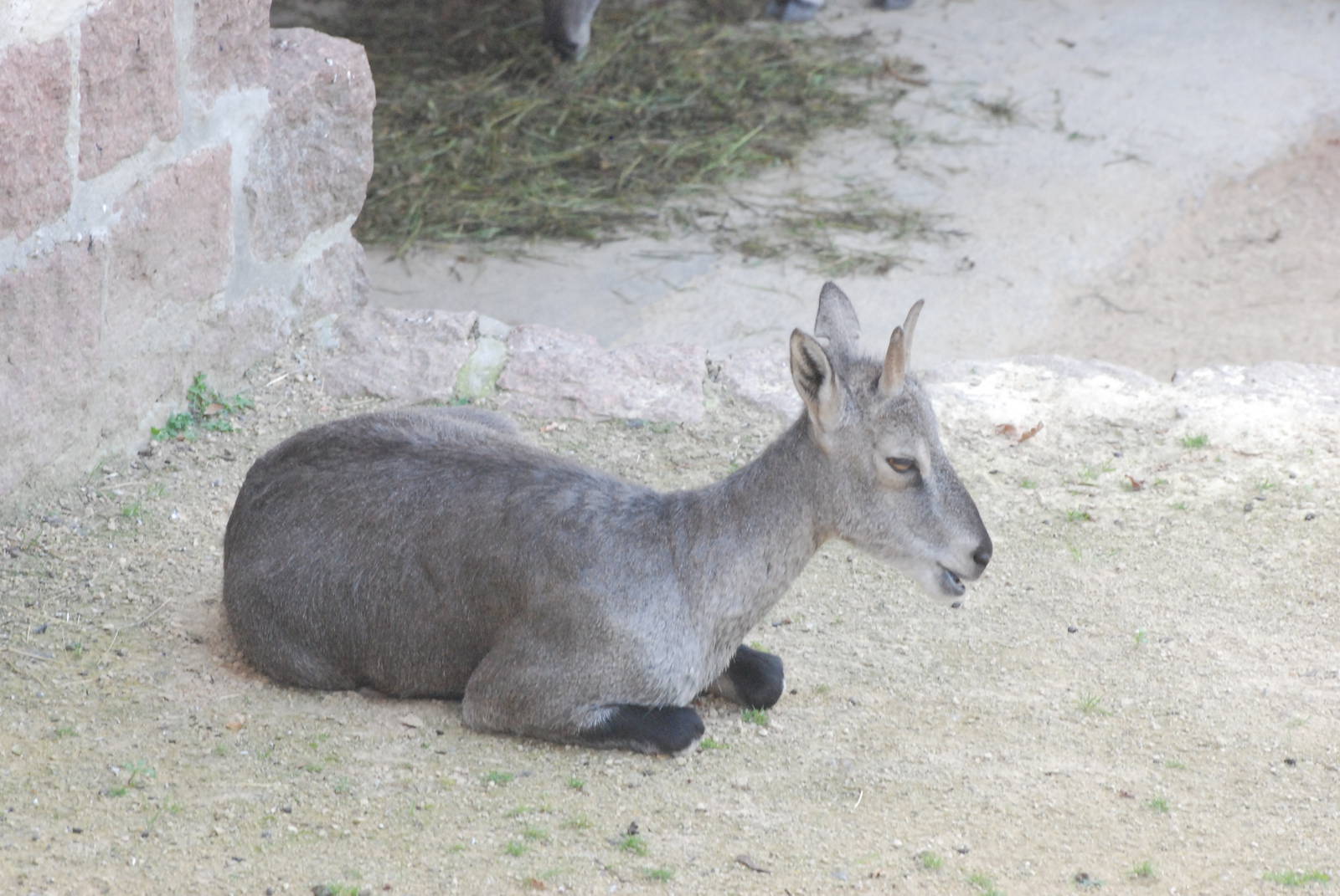 Bharal at Halle, 04/09/11
