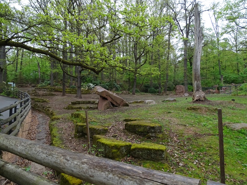 Bharal (Blue sheep) enclosure