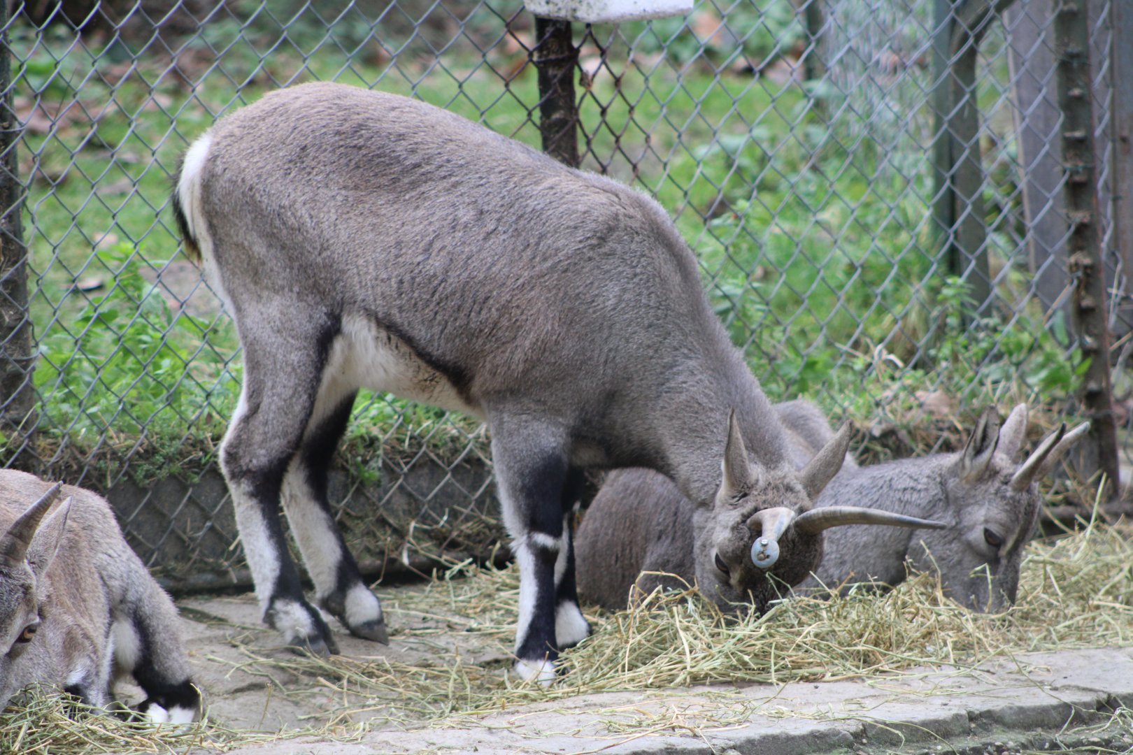 Bharal / Blue Sheep (Pseudois nayaur)