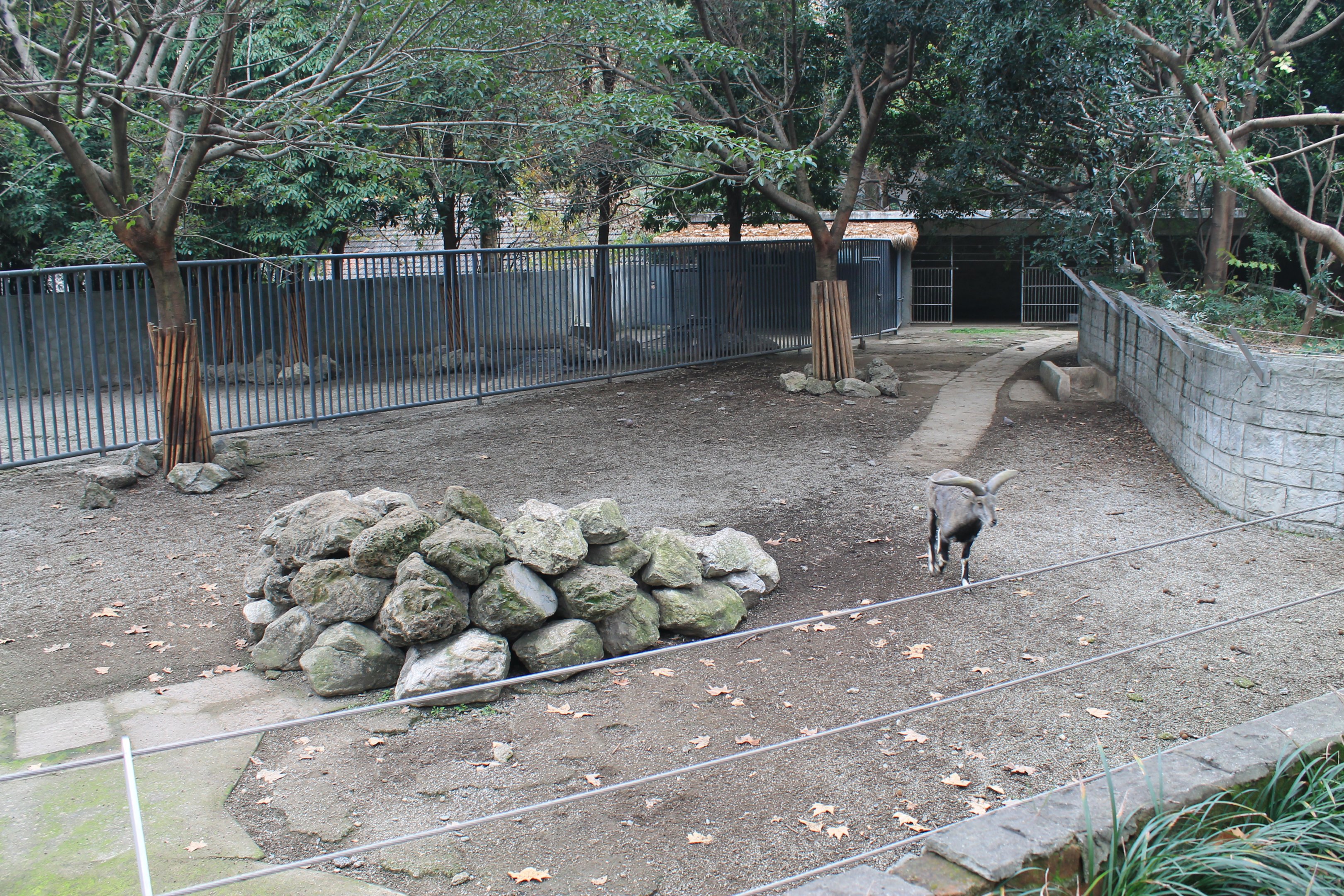 Bharal (Blue Sheep) yard